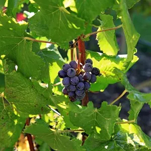 Casablanca Valley Wine Tasting