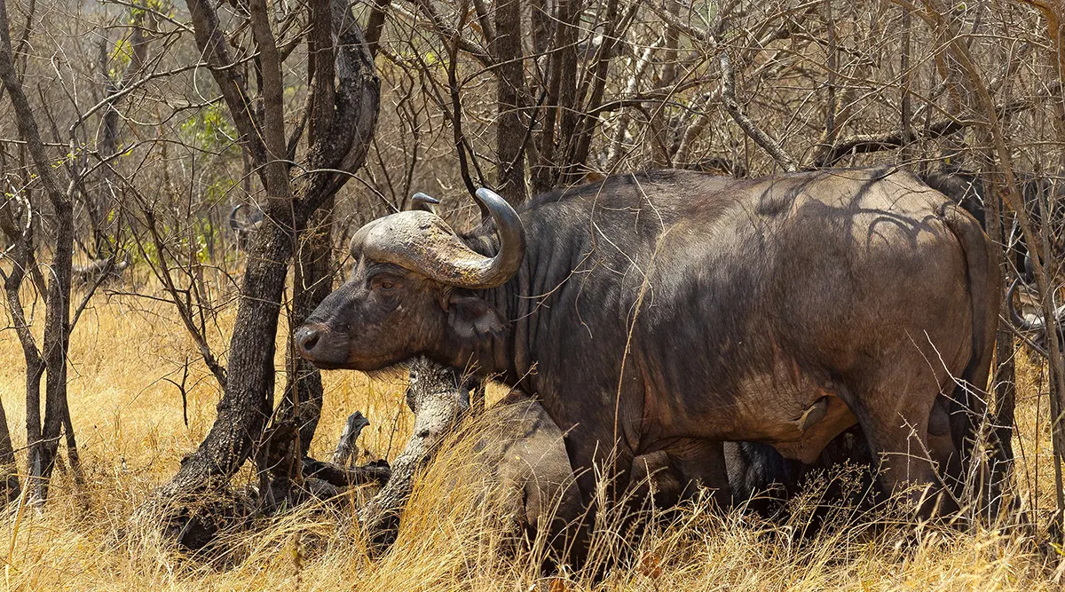 Kruger National Park Fly In Safari 