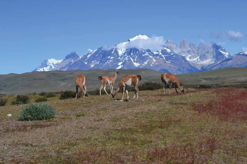 Punta Arenas