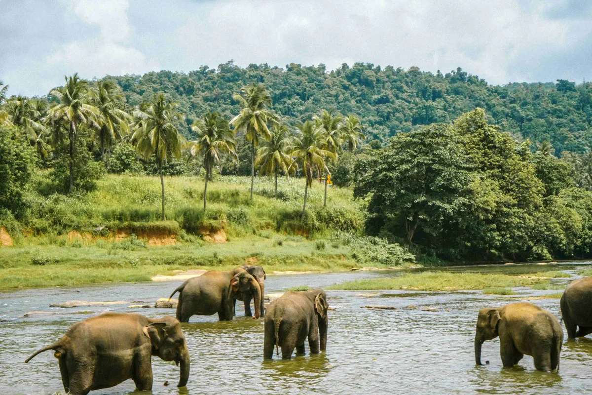 Sri Lanka Odyssey Private Journey - Explore Culture, Wildlife, and Scenic Beauty 