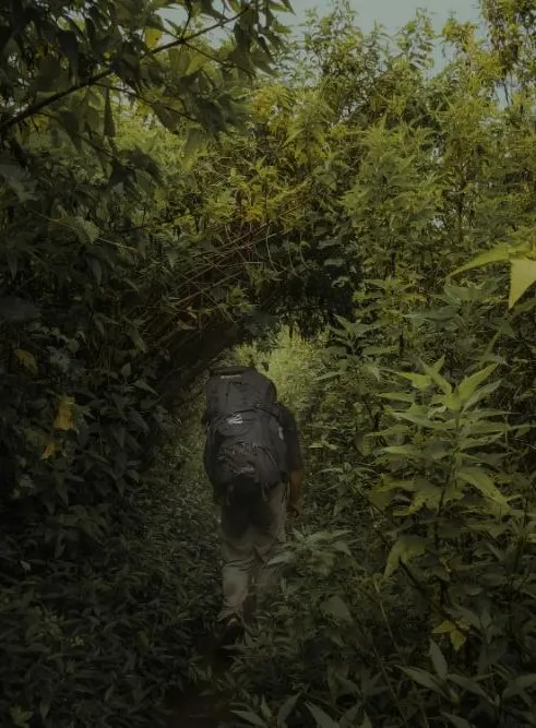 Gorillas Through the Mist