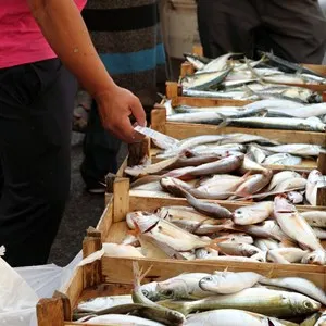 Fish Market