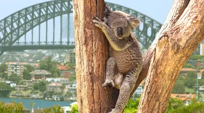 Australia Explorer