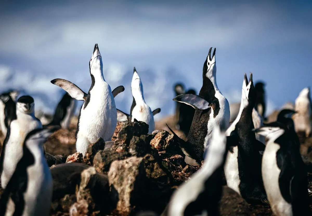 Chilean Patagonia and Antarctic Circle Expedition - A Journey Beyond the Ice