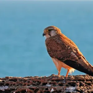 birb