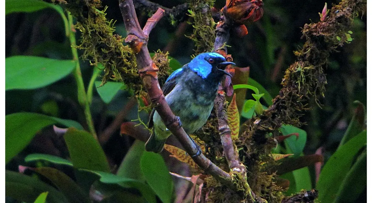 Costa Rica Birding and Nature Adventure