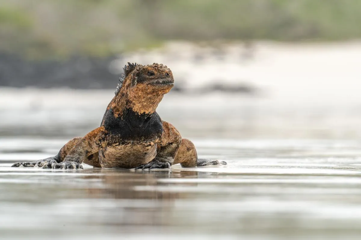 Galapagos Western Islands Aboard M/C EcoGalaxy