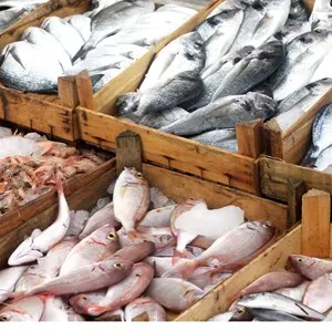 Fish Market