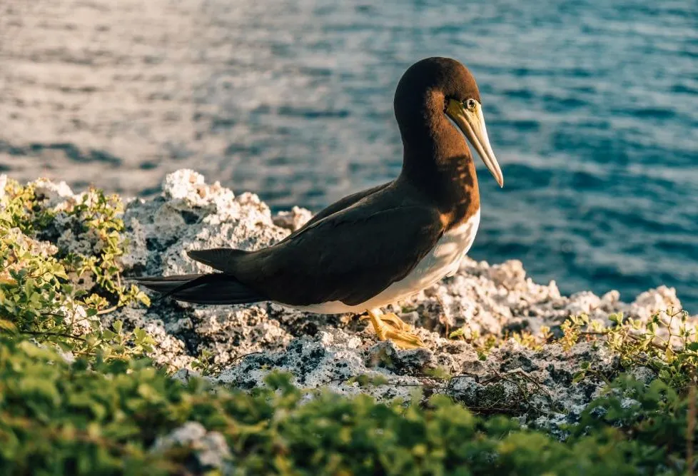 Cayman Brac photo 3