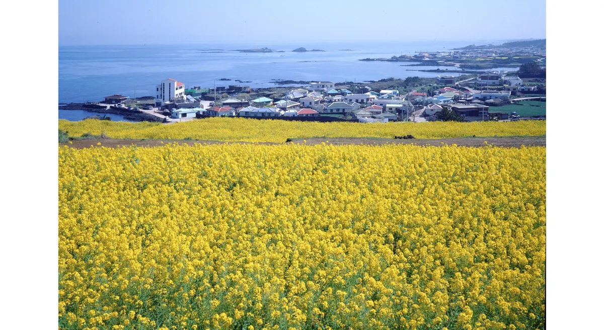 Jeju Island