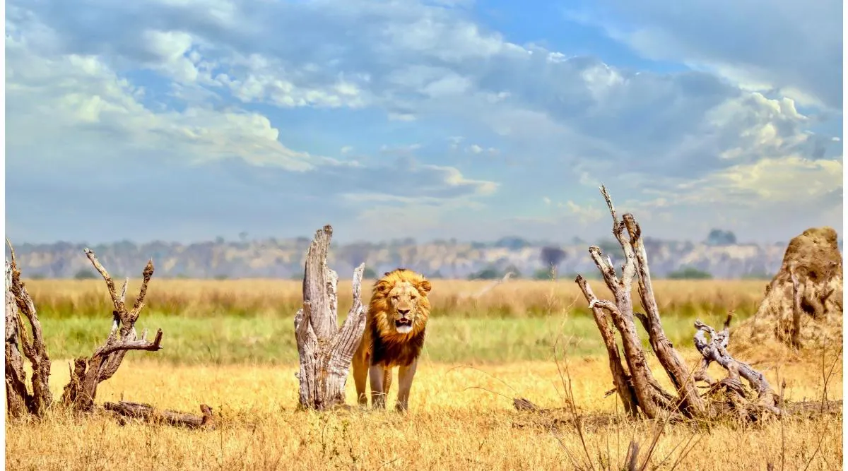 Chobe National Park