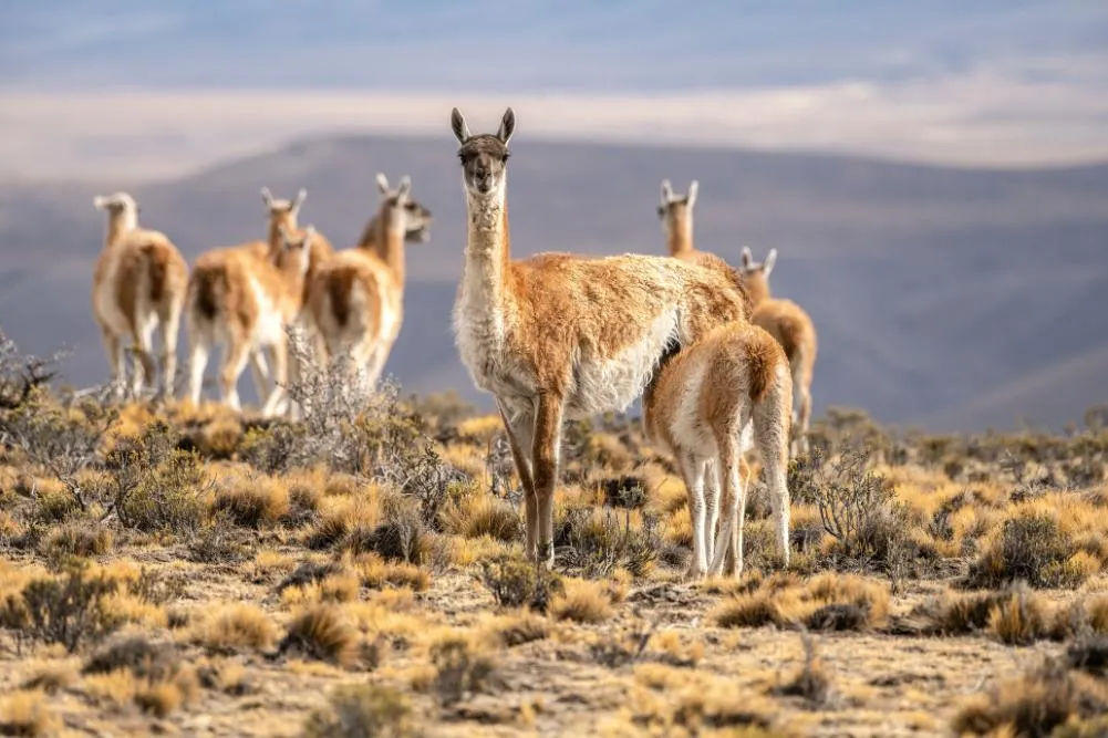 Patagonia Adventure A Luxury Journey Through Chile and Argentina