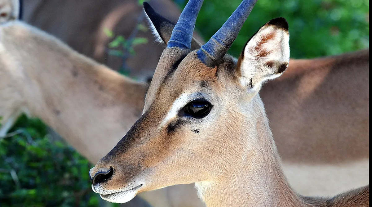 Kruger National Park Fly In Safari 