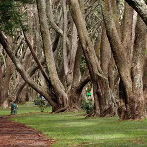 Cornwall Park