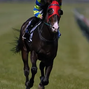 A race horse in action during a race.