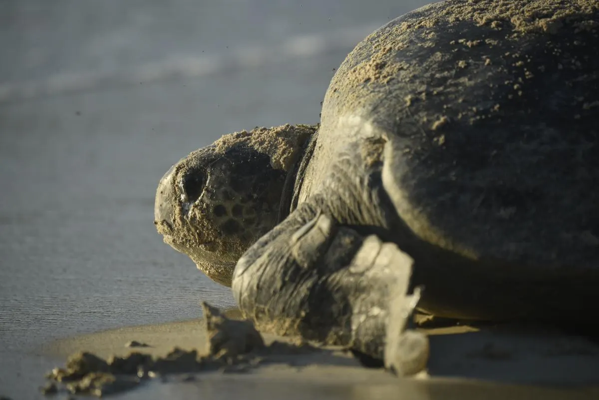 Western Galapagos Wildlife and Volcanic Wonders Cruise