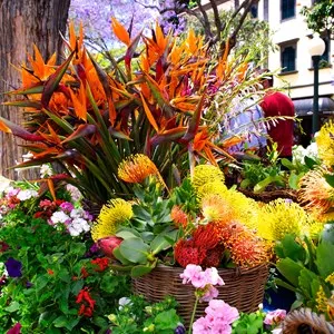 Flower Festival