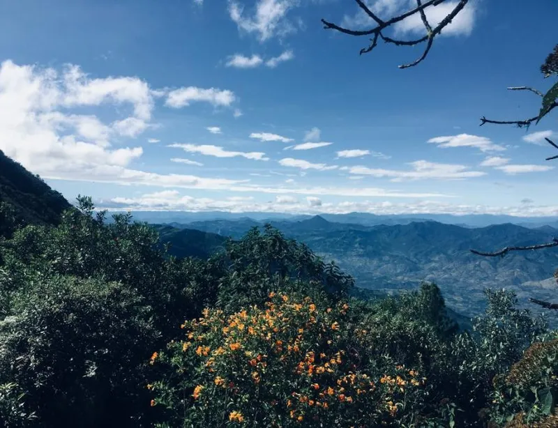 Cloud Forest