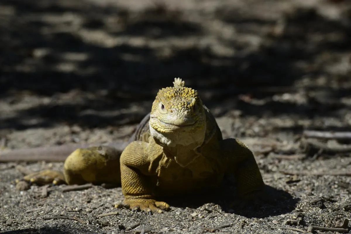 Galapagos Islands Southern Route Cruise Aboard MC Alya