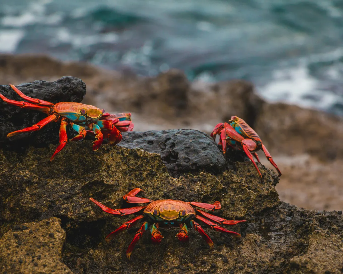 Peru Machu Picchu and Galapagos Islands Explorer