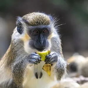 Barbados Wildlife Reserve
