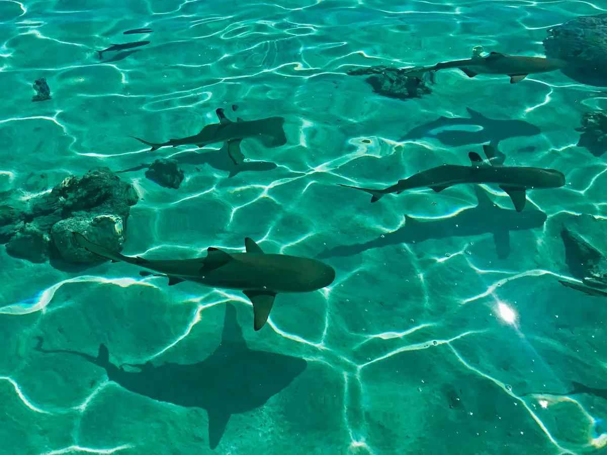 French Polynesia