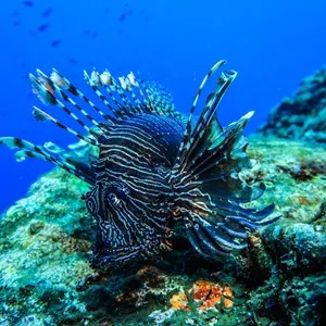 Lionfish Mermaid