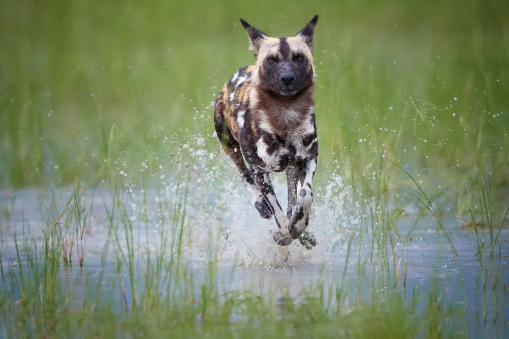 Luxury Okavango Delta Safari