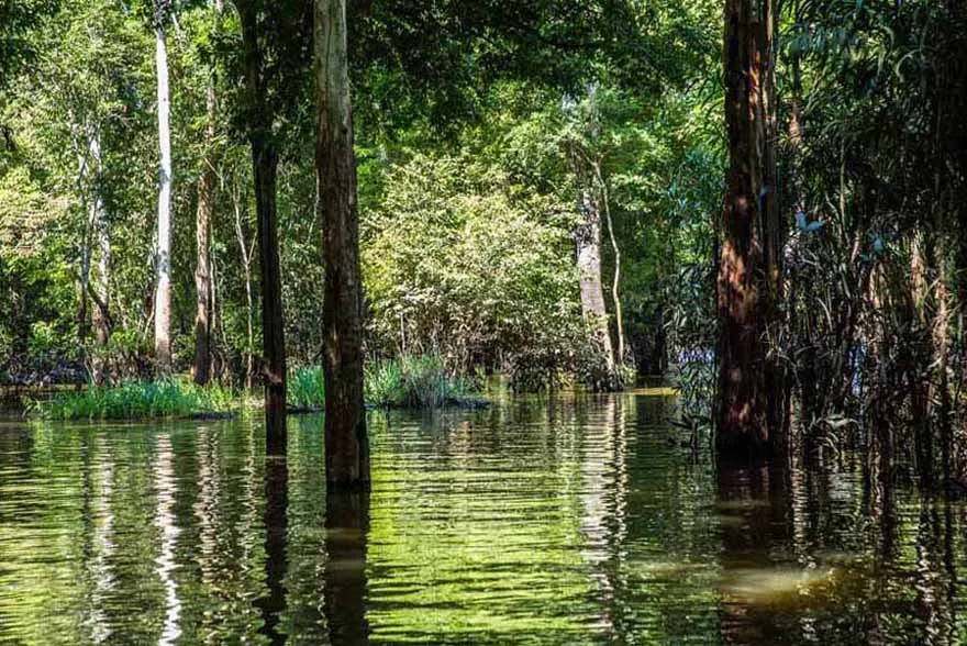 Discover Brazils Wildlife from Amazon to Pantanal  
