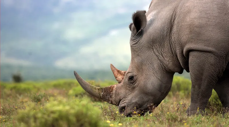 Tsavo National Park
