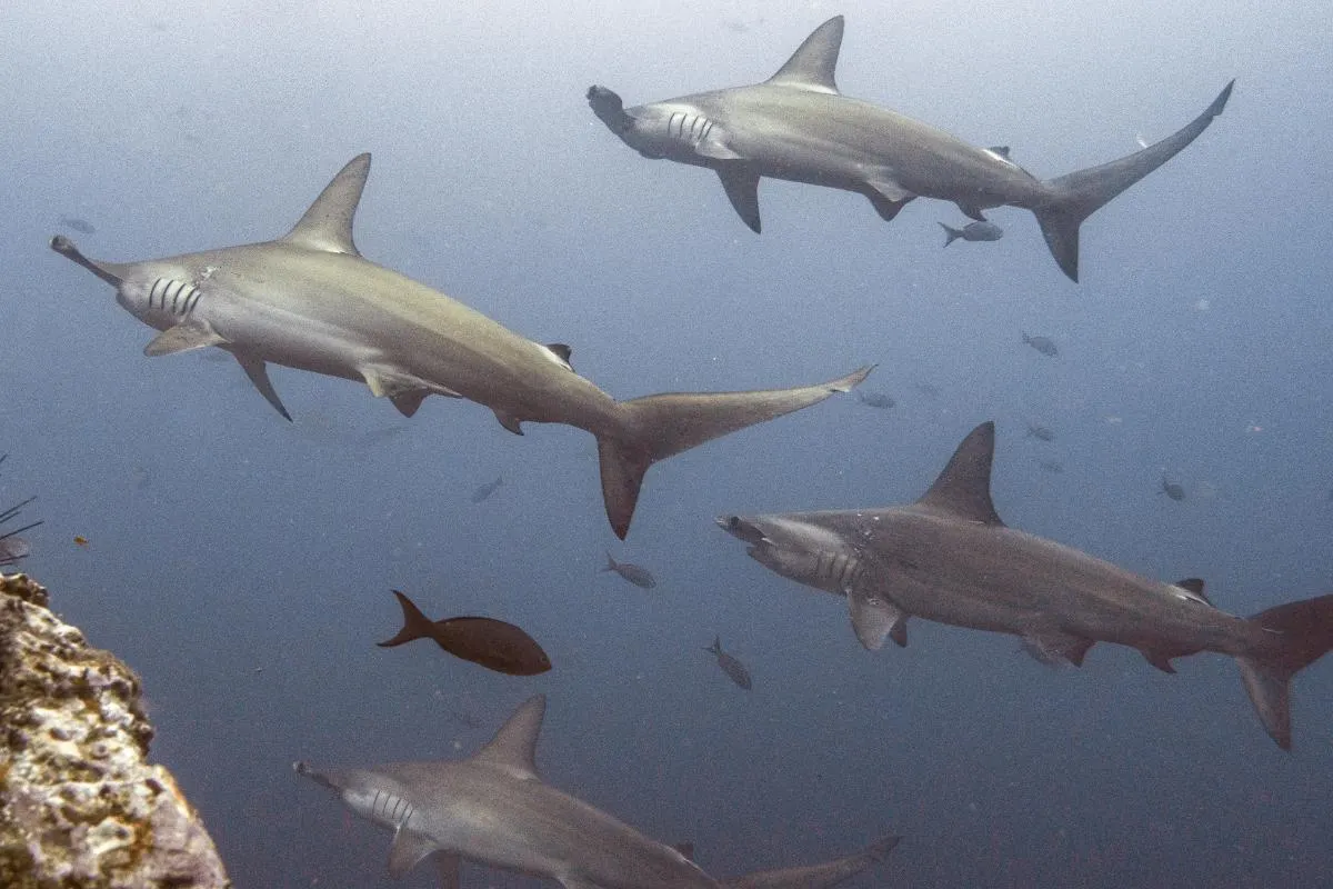 Galapagos Islands Southern Route Cruise Aboard MC Alya
