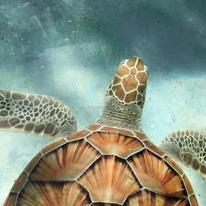 Cayman Turtle Centre