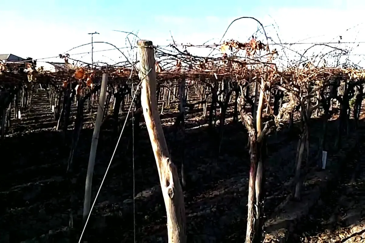 Andean Wine and Culinary Explorer