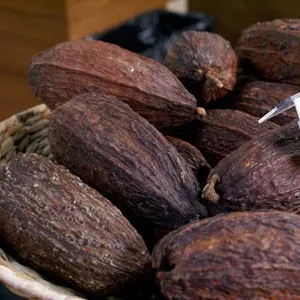 ChocoMuseo Punta Cana