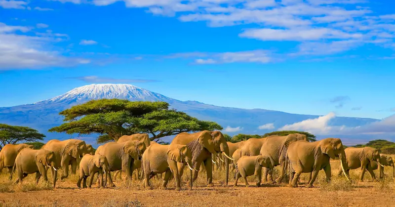 Kilimanjaro National Park