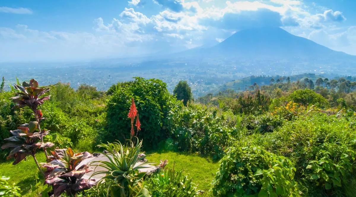 Gorillas of Rwanda