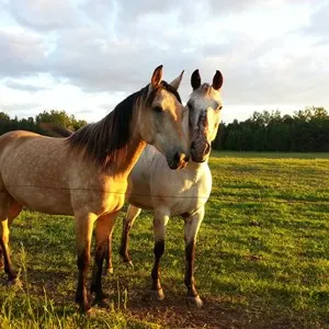 Horseback Riding