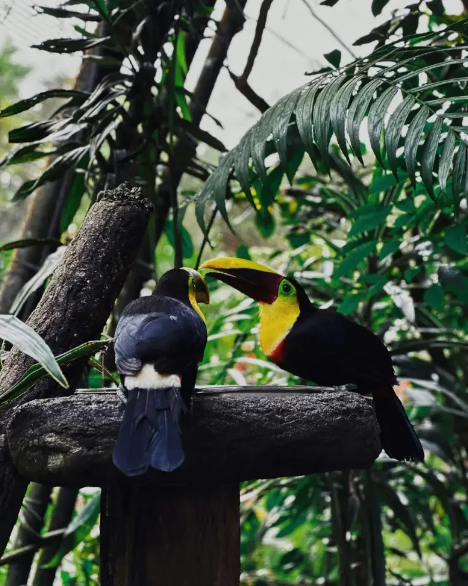 Exotic Costa Rica Explorer