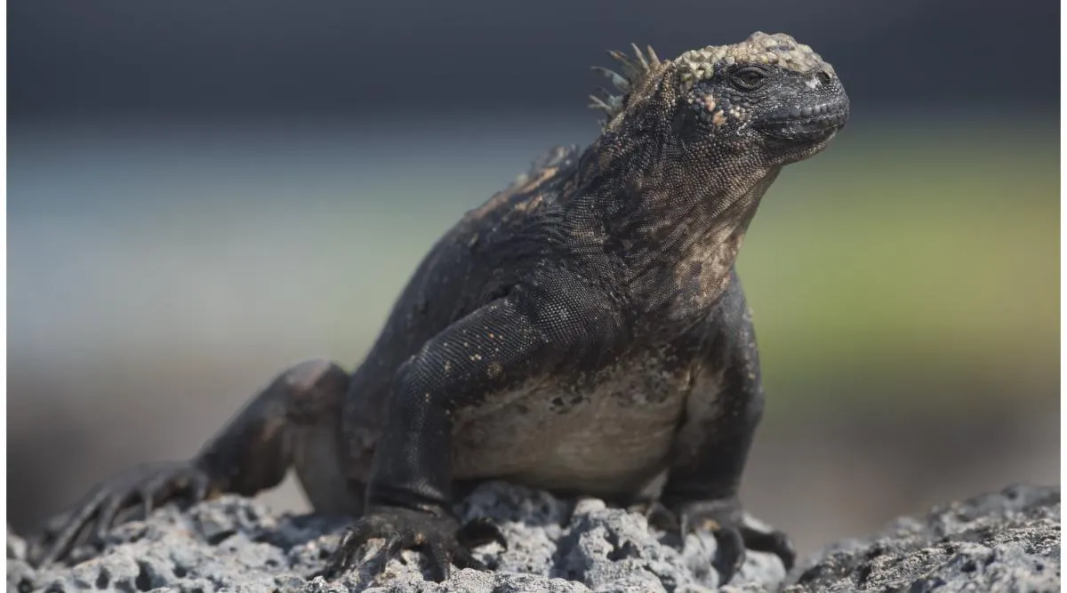 Galapagos Northern Route Six Days Aboard MC EcoGalaxy 