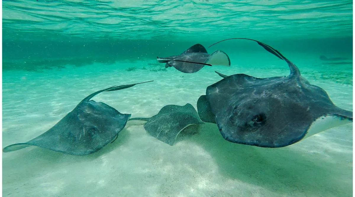 Barefoot in Belize: A Luxury Island Escapade
