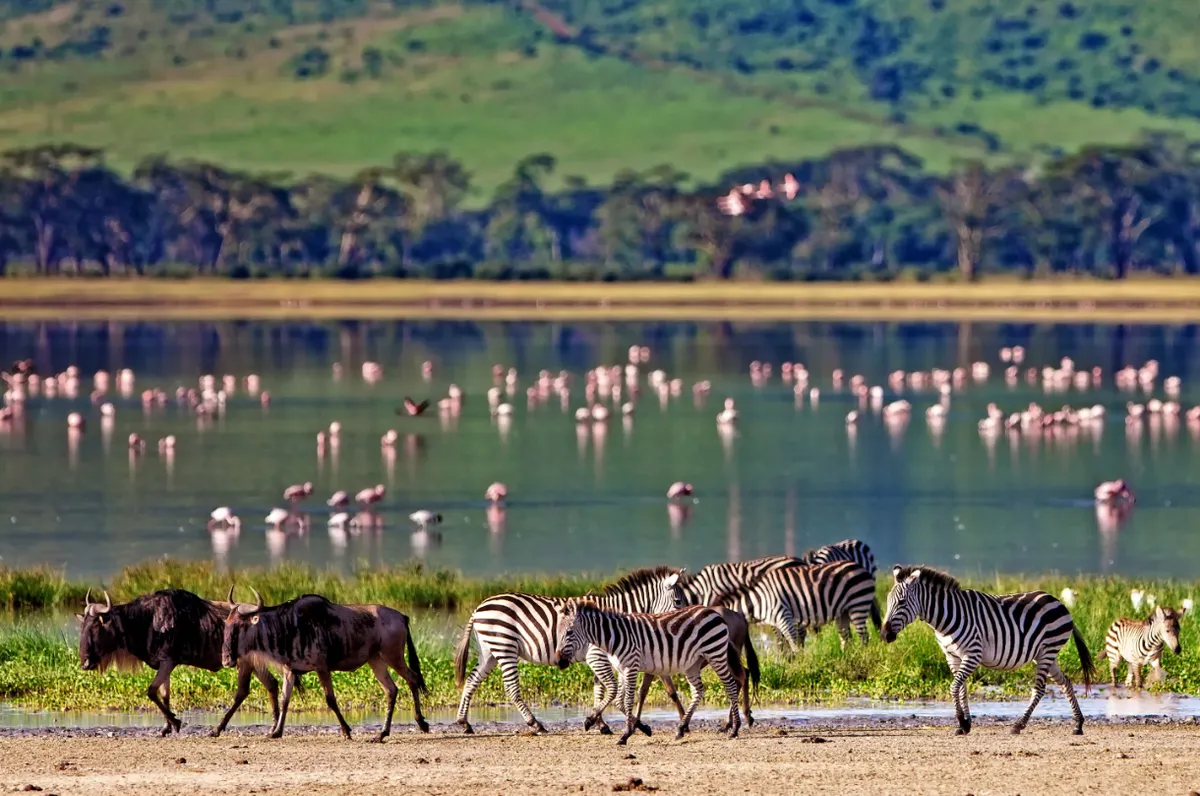 Tanzania Northern Circuit Safari