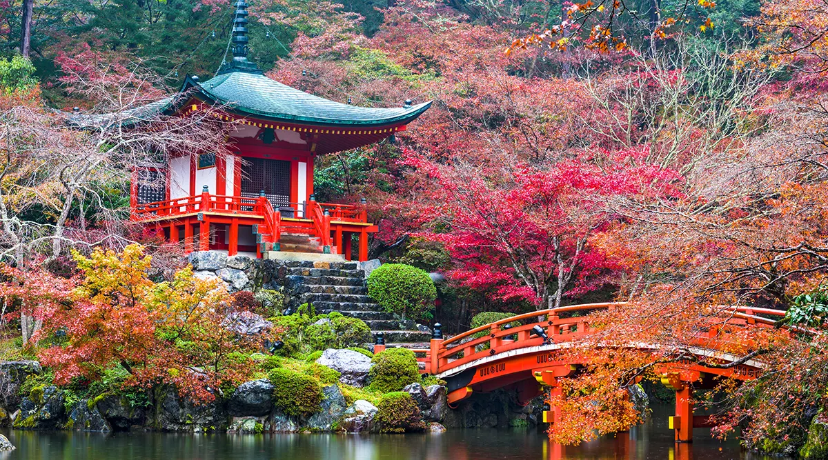 Kyoto Discovery