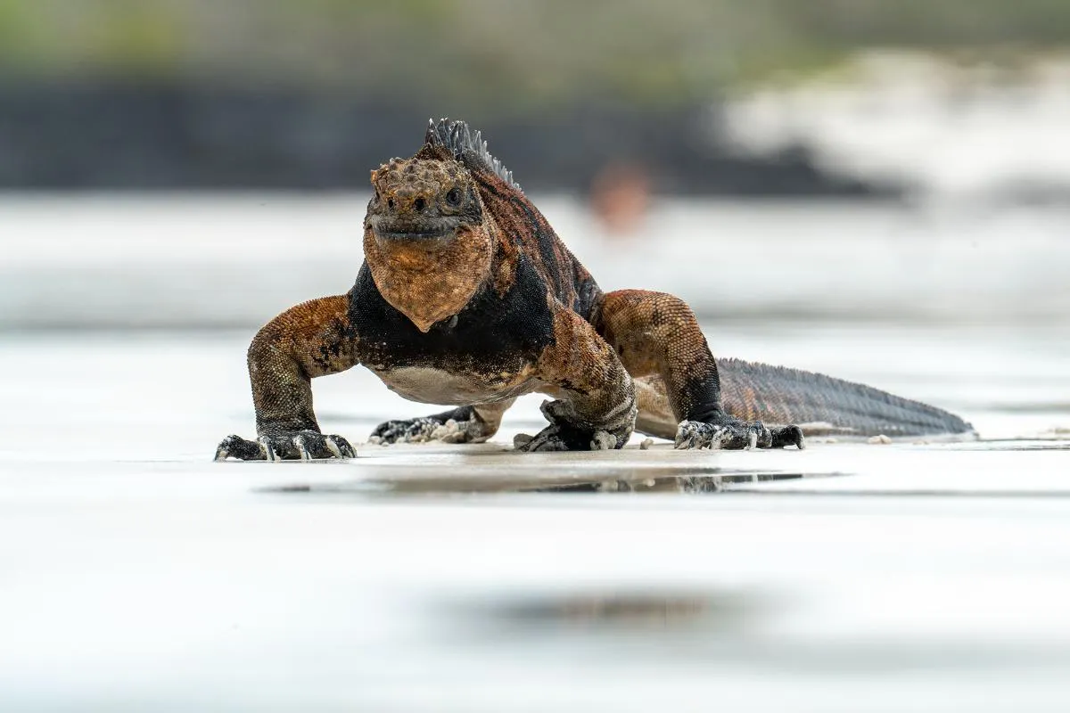Galapagos Islands Southern Route Cruise Aboard MC Alya
