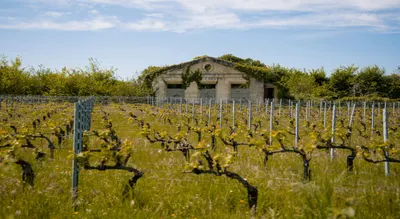 Saint-Emilion Wineries Small Group Tour with Lunch