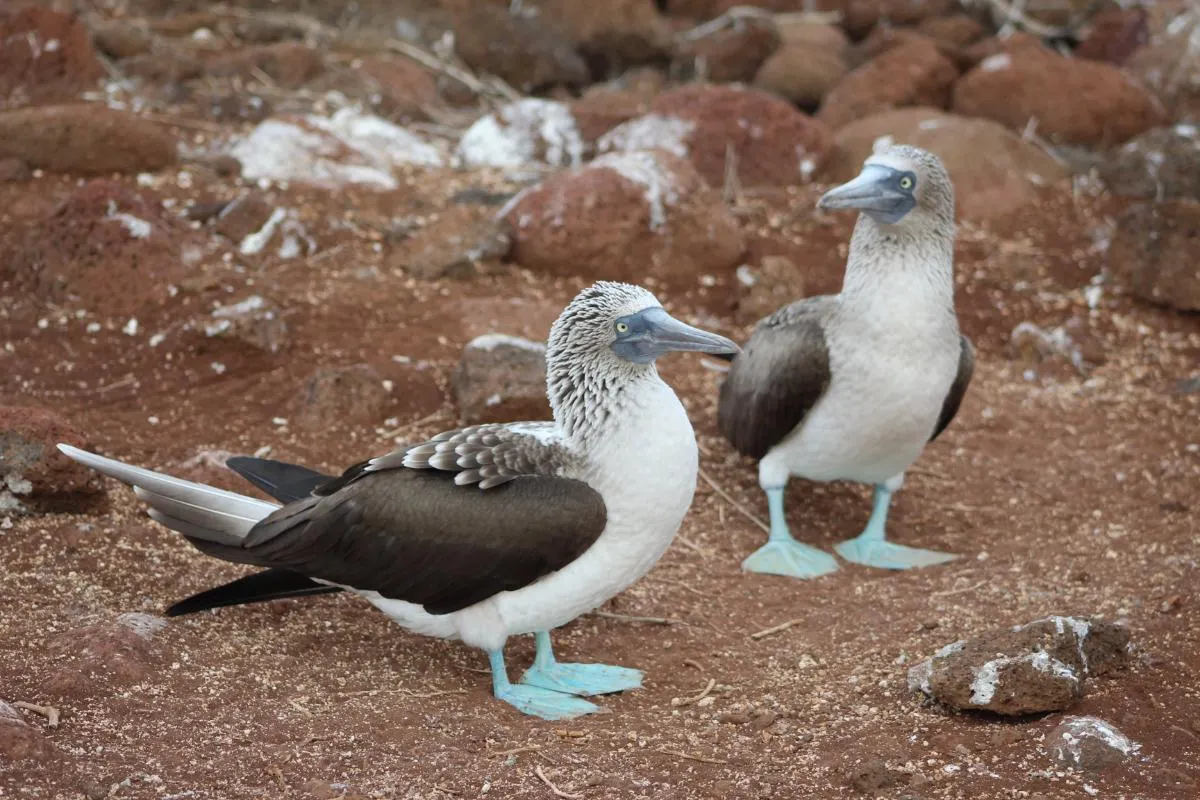 Galapagos Northern Route Cruise Aboard MC Alya 