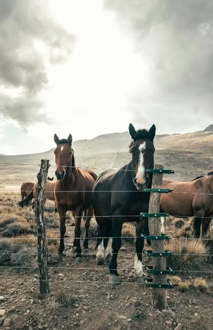 Argentina Horseback Explorer