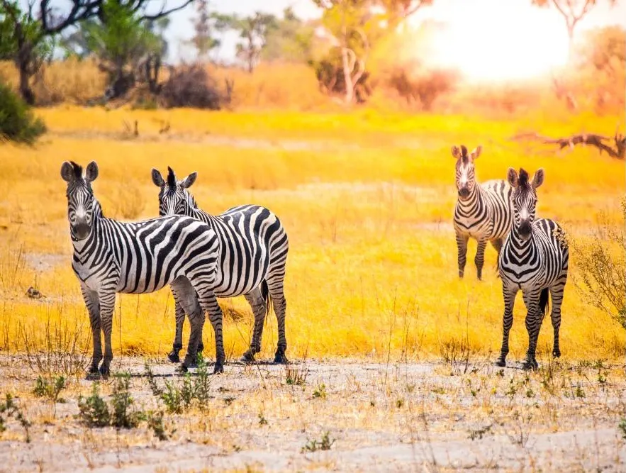 Moremi Game Reserve
