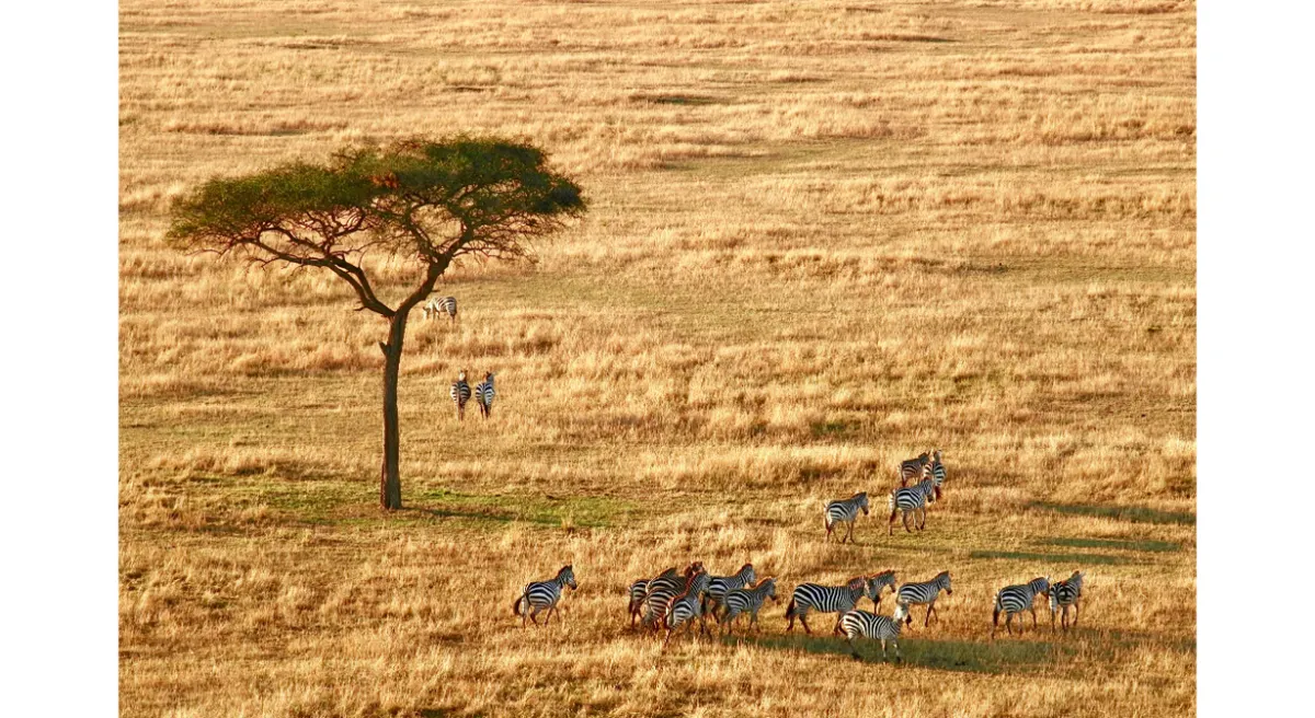 Tanzania Classic Safari