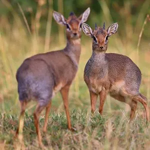Ngong Hills Nature Reserve