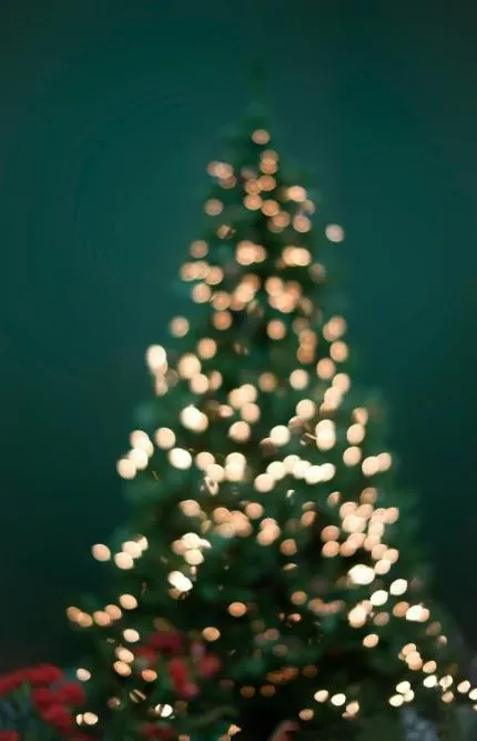 Charleston Christmas Discovery